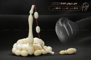 عاج حيوان الفظ خراطة التركي ديمير