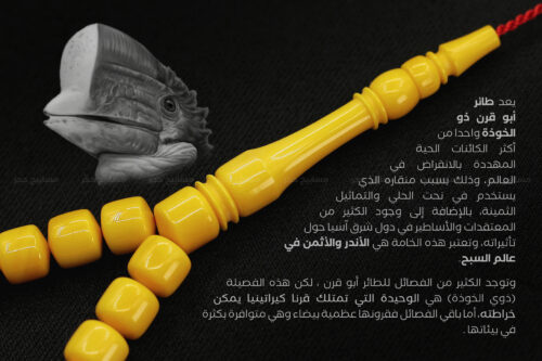 أندر الخامات الطبيعية: منقار طائر الهورنبيل helmeted hornbill