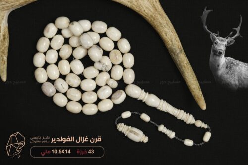 قرن غزال الفولدير (الأيل الأوروبي) بطقم منقوش