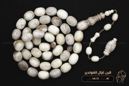 قرن غزال الفولدير (الأيل الأوروبي)