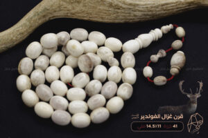 قرن غزال الفولدير (الأيل الأوروبي)