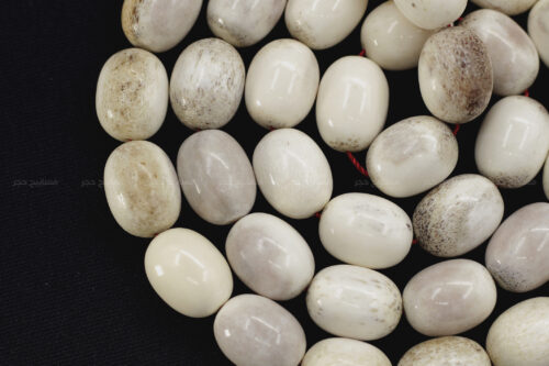 قرن غزال الفولدير (الأيل الأوروبي)