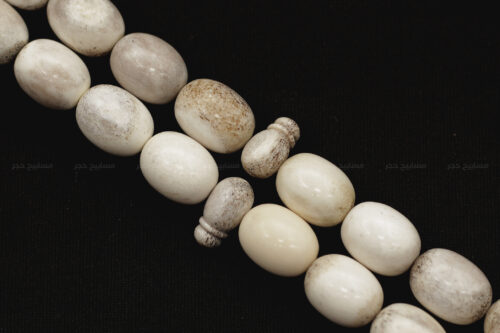 قرن غزال الفولدير (الأيل الأوروبي)