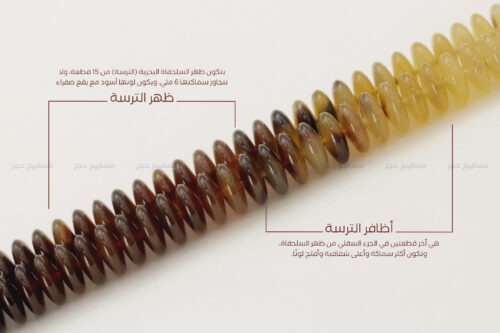 أظافر ترسة مع ظهر الترسة (طبيعي حُر) بحجم ناعم