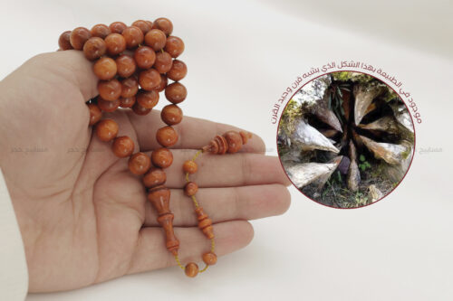 من أثمن الأخشاب وأندرها: خشب وحيد القرن