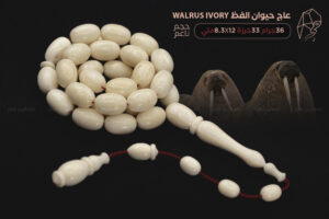 عاج حيوان الفظ Walrus ivory