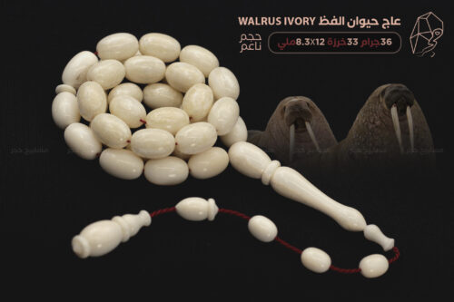 عاج حيوان الفظ Walrus ivory