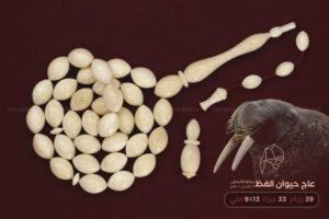 عاج حيوان الفظ (خراطة حسين ديمير)