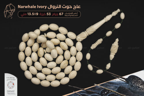 أندر وأثمن العاجيات السبعة: عاج حوت الناروال Narwhal ivory