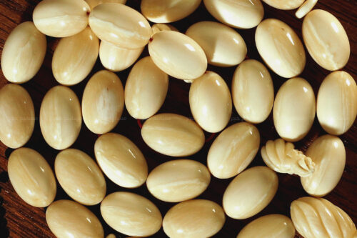 أندر وأثمن العاجيات السبعة: عاج حوت الناروال Narwhal ivory