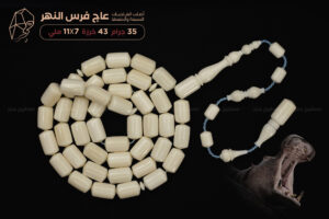 عاج فرس النهر (أصلب العاجيات السبعة وأنصعها)