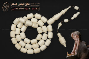 عاج فرس النهر (أصلب العاجيات السبعة وأنصعها)