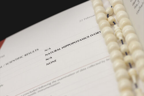 عاج فرس النهر (أصلب العاجيات السبعة وأنصعها)