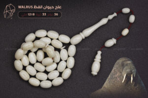 عاج حيوان الفظ Walrus ivory