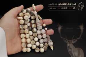قرن غزال الفولدير (الأيل الأوروبي) حجم راهي