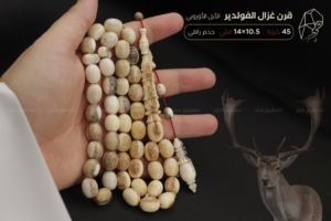 قرن غزال الفولدير (الأيل الأوروبي) - حجم راهي