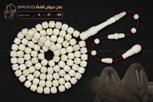 عاج حيوان الفظ