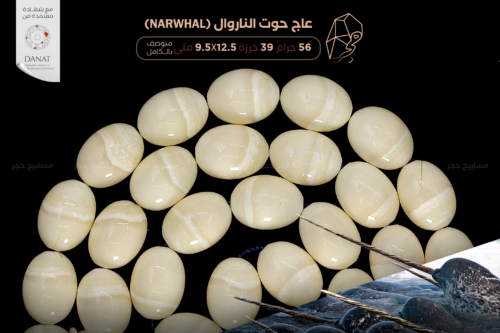 أندر وأثمن العاجيات السبعة: عاج حوت الناروال Narwhal ivory