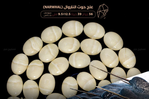 أندر وأثمن العاجيات السبعة: عاج حوت الناروال Narwhal ivory