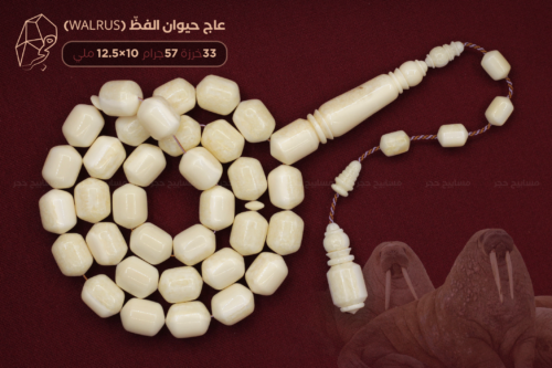 عاج حيوان الفظ - تنصيف طولي في كل الخرز