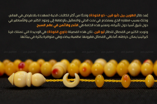 أندر الخامات الطبيعية: منقار طائر الهورنبيل helmeted hornbill - حجم ناعم